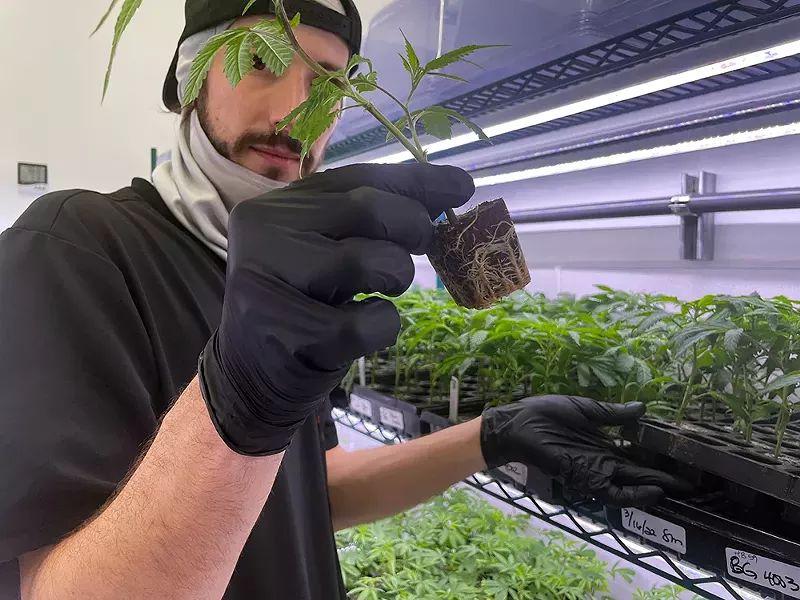 Send in the clones: A worker at the Wonderbrett and Cloud Cannabis grow facility in Kalamazoo shows off a young marijuana plant. - Randiah Camille Green