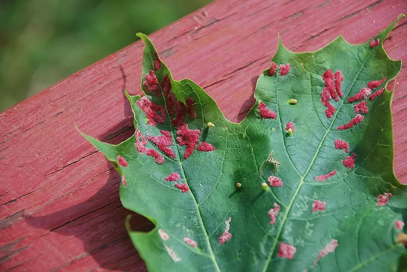 Gall on a Sugar Maple leaf. - Jmeeter, Wikimedia Creative Commons