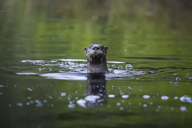 A curious river otter. - SHUTTERSTOCK