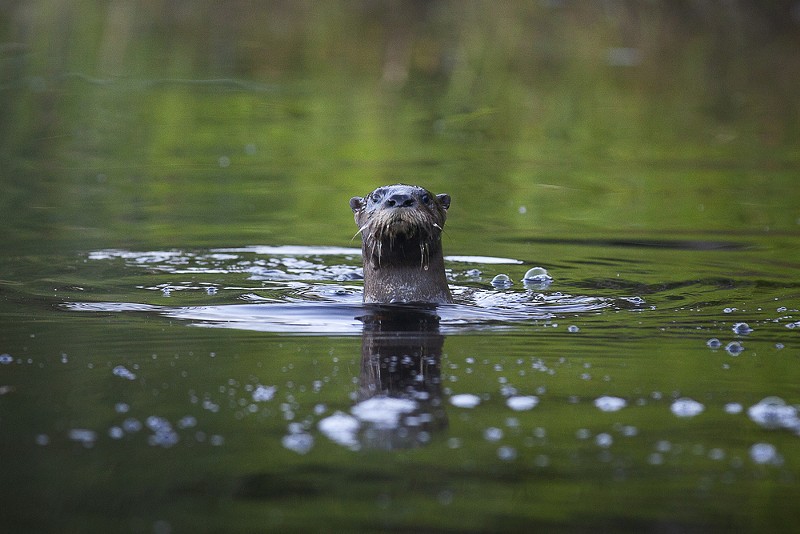 A curious river otter. - Shutterstock