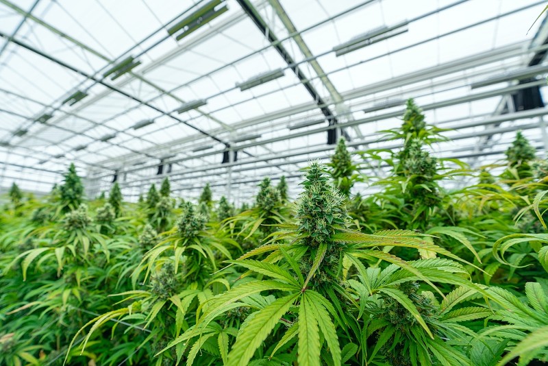 Doghouse Farms holds Detroit's first recreational cannabis growing facility license.  - SCOTTSHOOTS/SHUTTERSTOCK