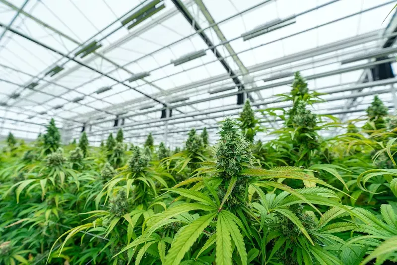 Doghouse Farms holds Detroit's first recreational cannabis growing facility license. - SCOTTSHOOTS/SHUTTERSTOCK