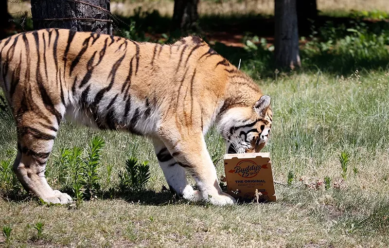 Anyway, here are photos of Detroit Zoo animals eating Buddy’s Pizza