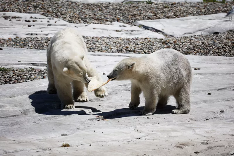 Anyway, here are photos of Detroit Zoo animals eating Buddy’s Pizza (4)