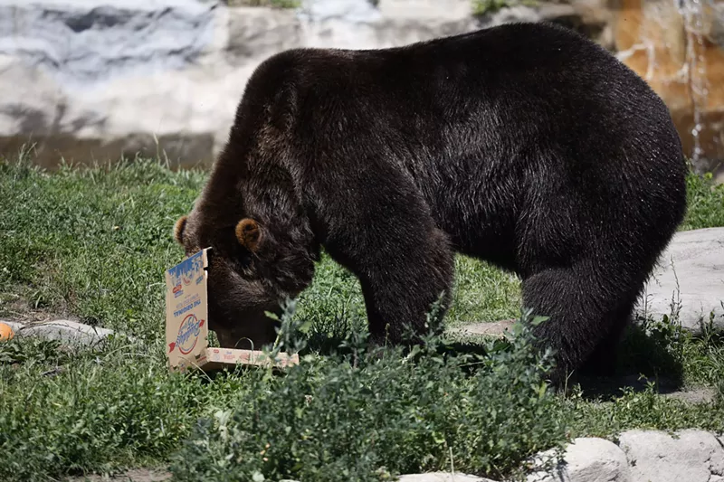 Anyway, here are photos of Detroit Zoo animals eating Buddy’s Pizza (3)