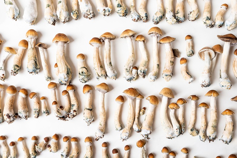 Psilocybin mushrooms. - Shutterstock