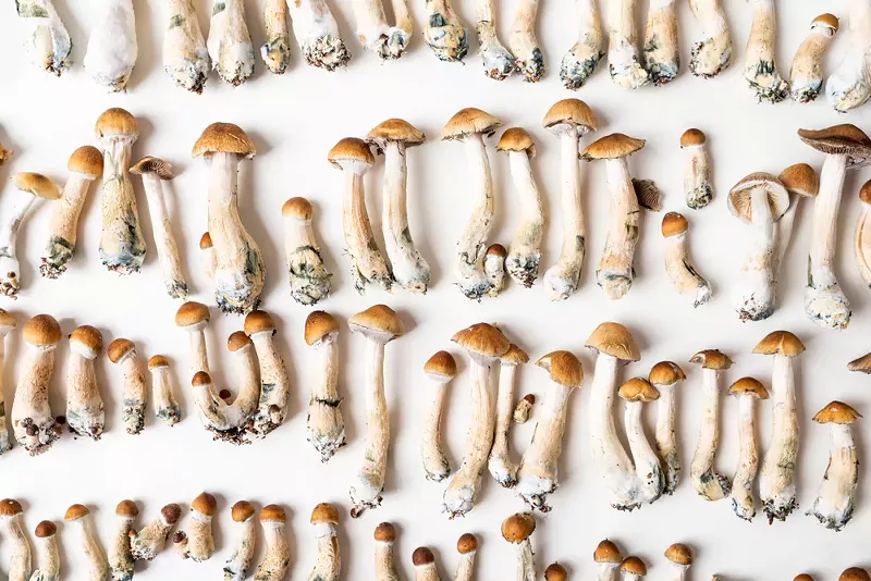 Psilocybin mushrooms. - Shutterstock