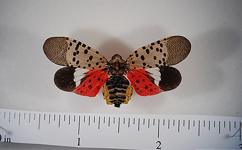 An adult spotted lantern fly. - Courtesy of Michigan DNR