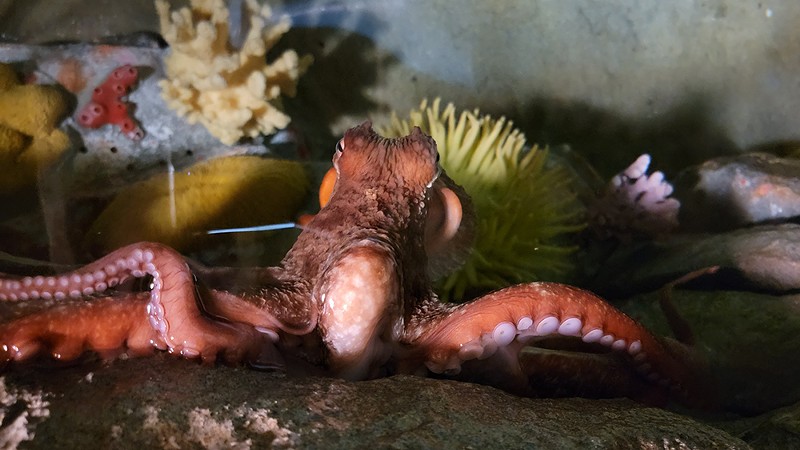 The Belle Isle Aquarium's new octopus doesn't have a name yet. - Courtesy photo
