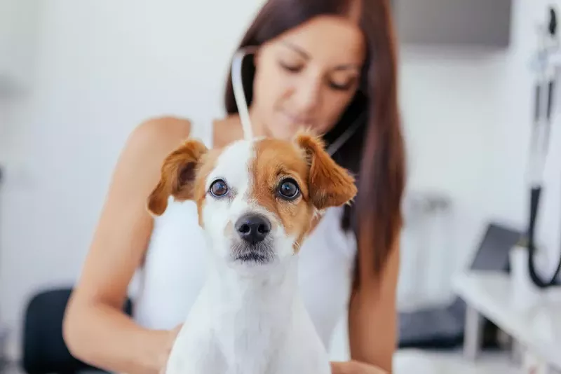 Dozens of dogs in Michigan have died from a mystery illness. - Shutterstock