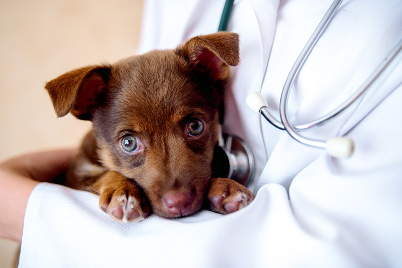 Dozens of dogs have died of parvovirus in central and northern Michigan in the past month. - Shutterstock