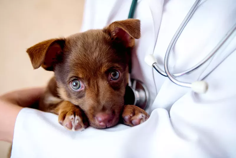 Dozens of dogs have died of parvovirus in central and northern Michigan in the past month. - Shutterstock