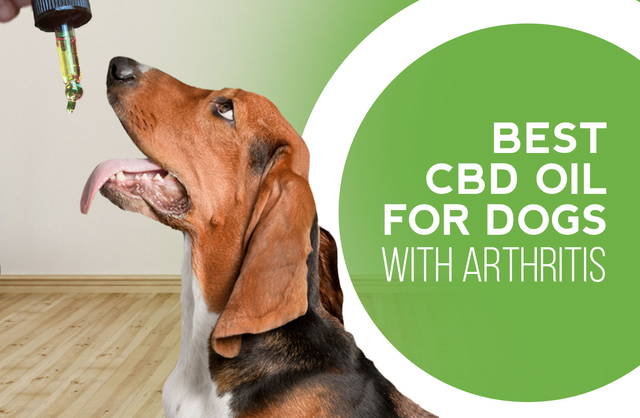 Top 6 Best CBD Oil for Dogs with Arthritis in 2022