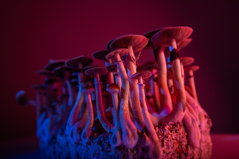 Support for psilocybin mushrooms and other entheogenic plants is on the rise. - Shutterstock