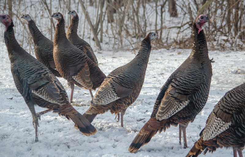 A flock of wild turkeys look for food on a cold winter day in Michigan. - Shutterstock