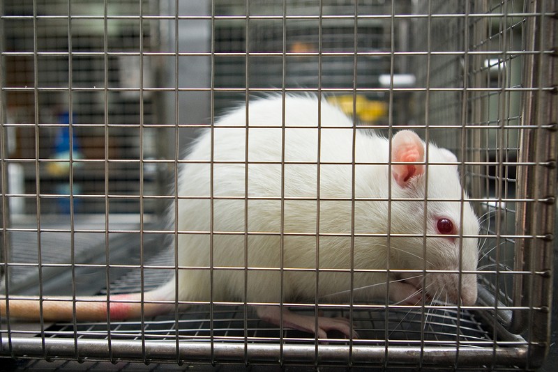 University of Michigan researchers are accused of falsifying or fabricated data from experiments with rats. - Shutterstock