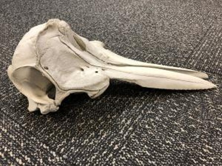 A young dolphin’s skull was found at Detroit Metropolitan Airport. - U.S. Customs and Border Protection.