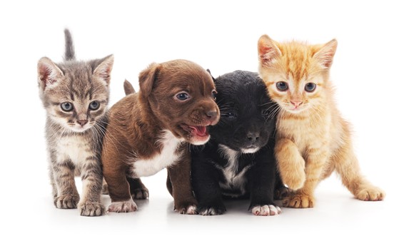 The most adorable kitties and puppies that you've ever seen. - Shutterstock
