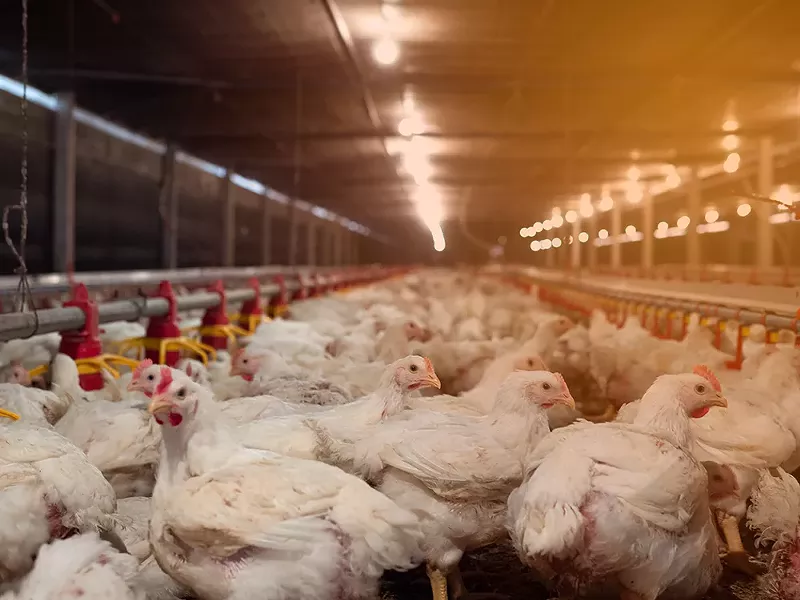 Chickens in a factory farm. - Shutterstock