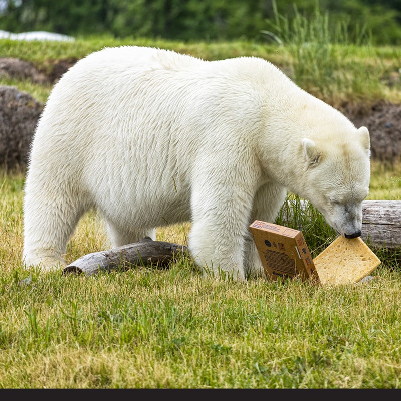 Mr. Polar Bear enjoys his Buddy’s. - Courtesy Buddy's Pizza / Detroit Zoo