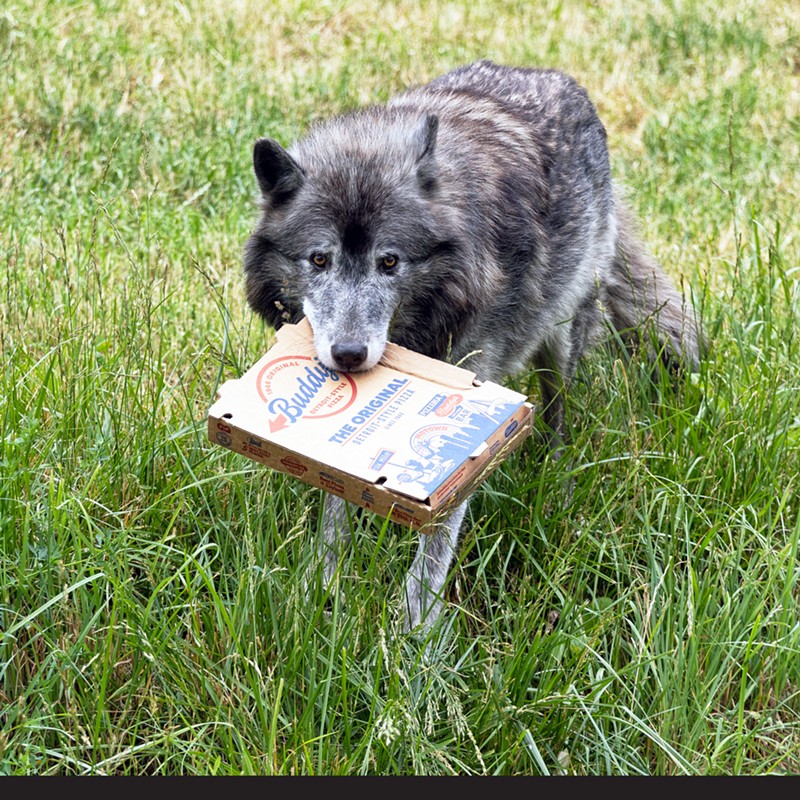 A wolf enjoys his pizza. - Courtesy Buddy's Pizza / Detroit Zoo