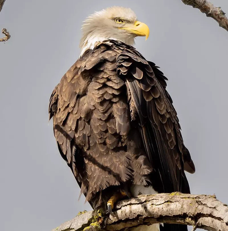 How Michigan helped bald eagle populations rise from the brink of ...