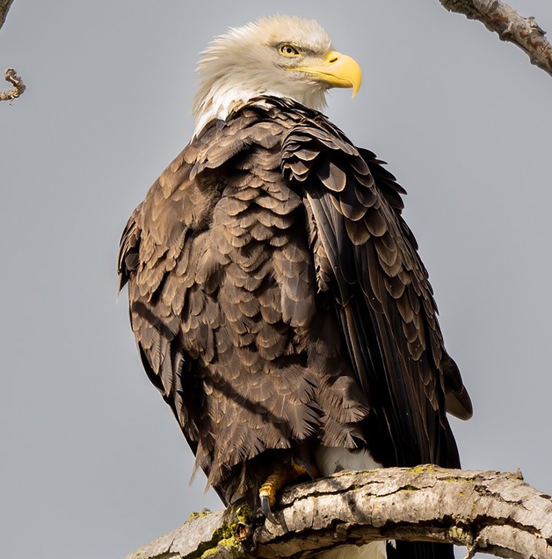A Bald Eagle spotted on Belle Isle. - Evan Deutsch/ Detroit Audubon Courtesy photo