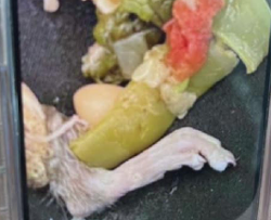 A rat’s foot in soup at Olive Garden in Warren. - Courtesy of Gwinn Legal PLLC