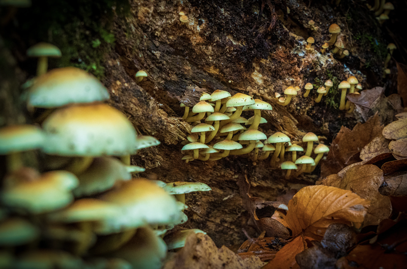Ann Arbor was the first Michigan city to decriminalize the use of psychedelics. - Shutterstock