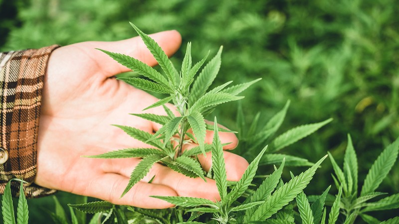 A hand holding a cannabis plant. - Shutterstock