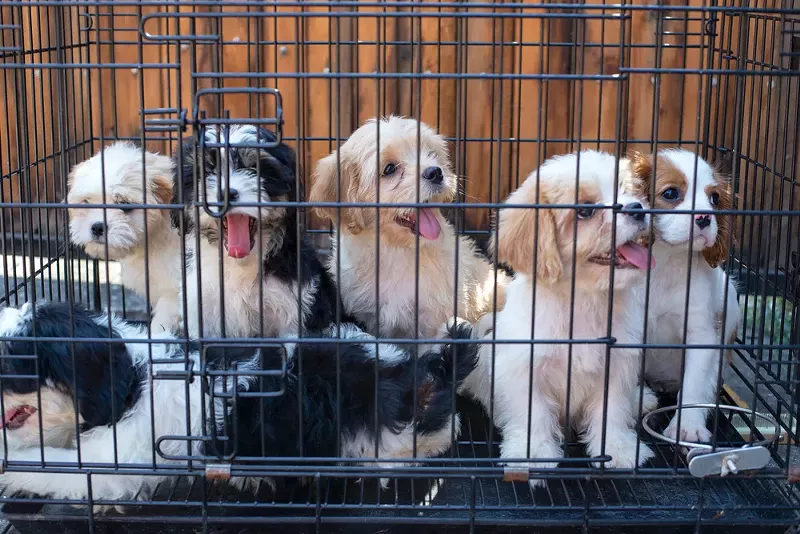 A Michigan bill would ban the sale of dogs, cats, and rabbits at pet stores. - Shutterstock
