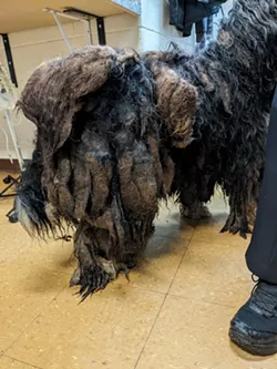 Reggae before his haircut. - Courtesy photo