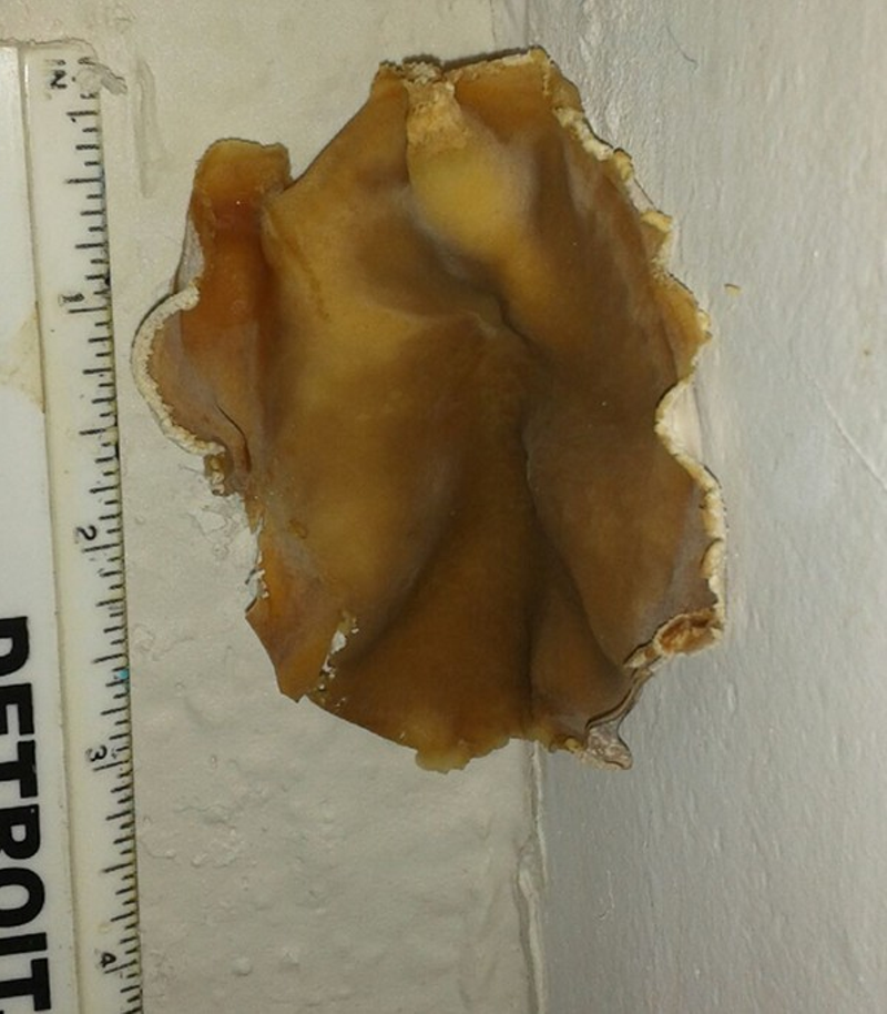 A three-inch wide mushroom grows in a unit at the Sheridan Court Apartments in Midtown.