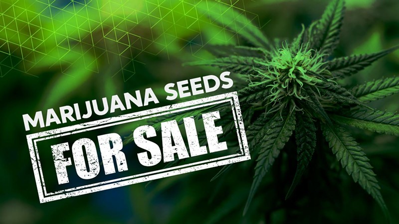 Where to Buy Marijuana Seeds for Sale (8)