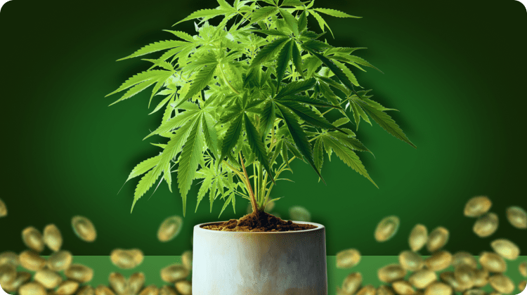 How to Grow Marijuana: Learn Growing Cannabis With Our Guide