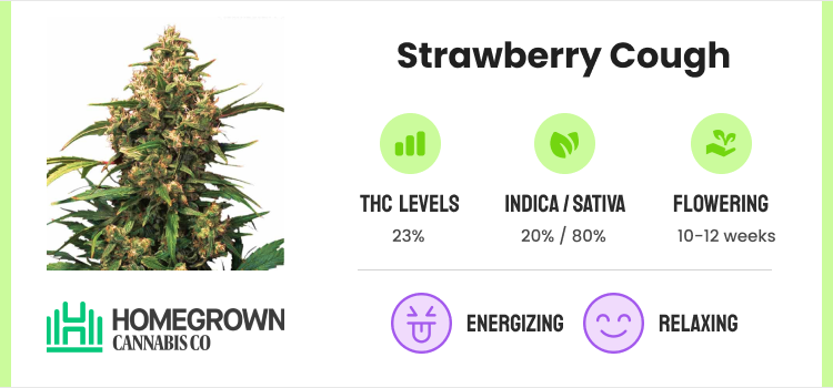 How to Grow Marijuana: Learn Growing Cannabis With Our Guide