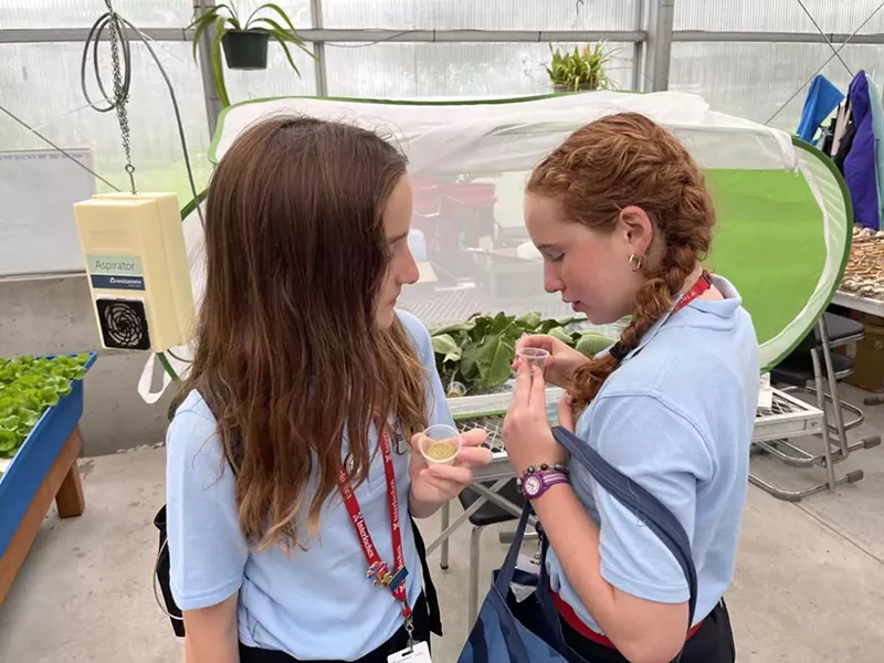 Fallon Gandulla-Ghekiere and Magnolia Montgomery look into small dishes containing caterpillars feeding on "milkweed mush" in the Interlochen greenhouse on July 10, 2024. - Izzy Ross/IPR News