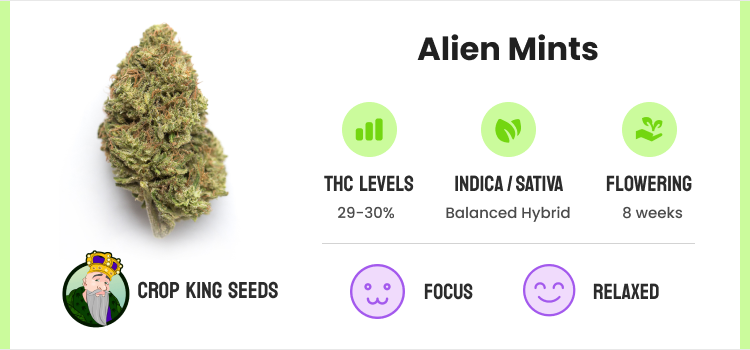 Strongest Weed Strains - 12 Highest THC Strains to Grow