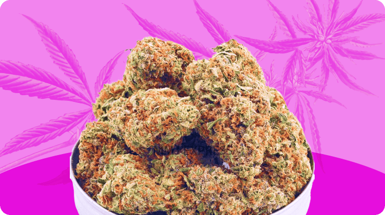 Strongest Weed Strains - 12 Highest THC Strains to Grow