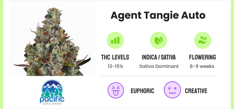 Best Autoflower Seeds: 20 Strains for High-Yields & Potency