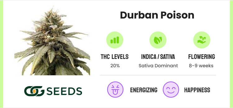 Best Autoflower Seeds: 20 Strains for High-Yields & Potency