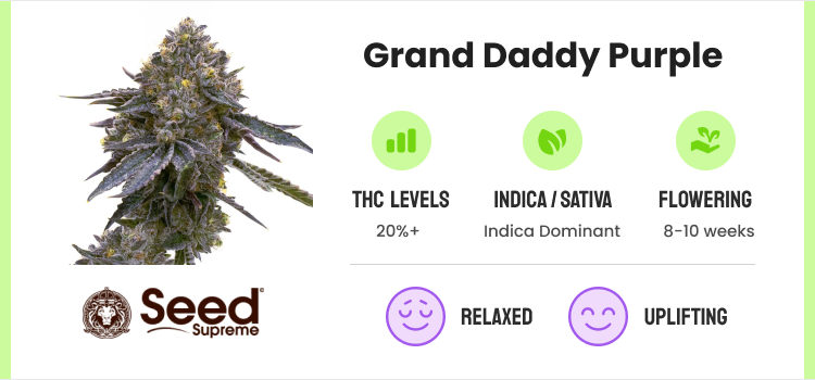 Best Weed Strains: Top 10 Cannabis Strains To Try (4)