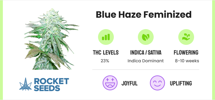 Best Weed Strains: Top 10 Cannabis Strains To Try (9)