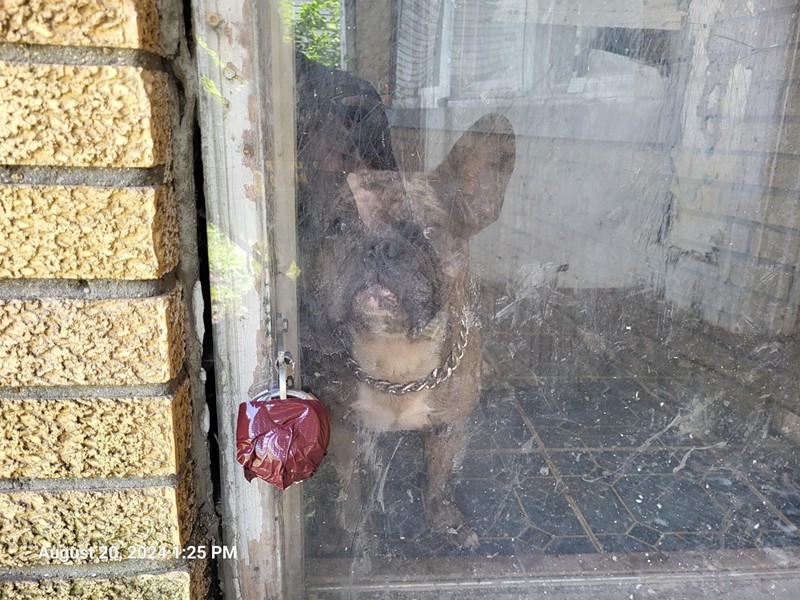 Leo, a two-year-old French bulldog, was found in an abandoned home in Detroit. - Detroit Animal Care and Control