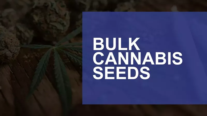 Bulk Cannabis Seeds: Best Sites for Quality Genetics and Deals