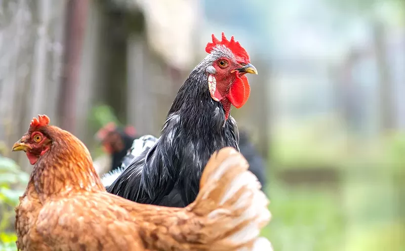 Detroiters will soon be allowed to raise chickens, ducks, and bees. - Shutterstock