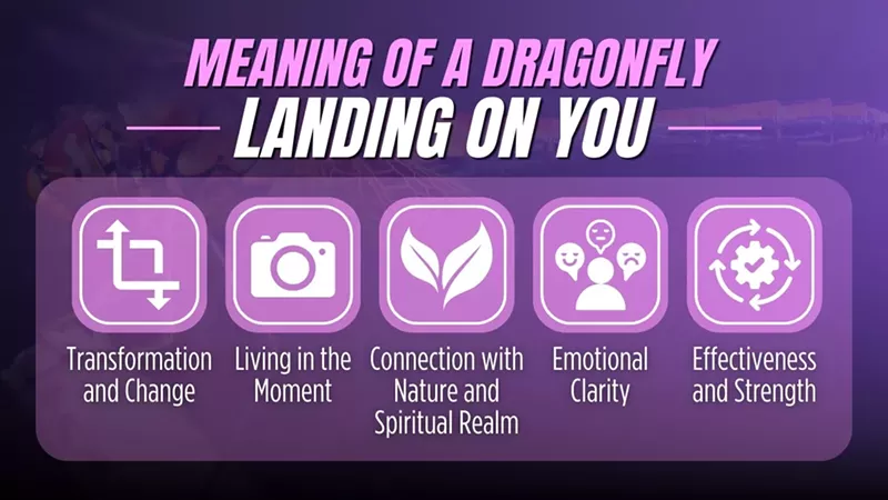 What Does It Mean When a Dragonfly Lands on You? (4)