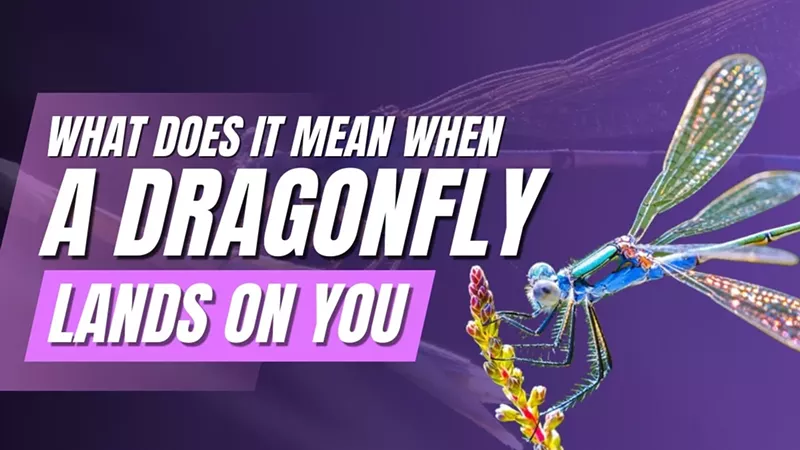What Does It Mean When a Dragonfly Lands on You? (6)