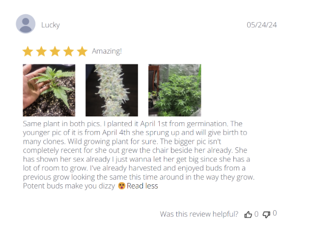 Godfather OG Seeds: Grow Guide, Effects & Where to Buy