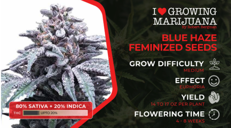 6 Most Exotic Weed Strains To Try in 2025